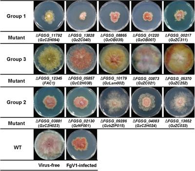 A Phenome-Wide Association Study of the Effects of Fusarium graminearum Transcription Factors on Fusarium Graminearum Virus 1 Infection